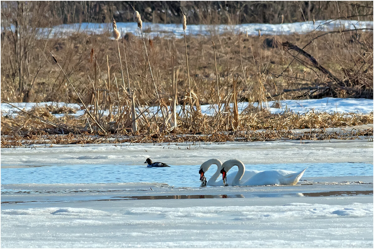 Водоросли хоть и не морские, но тоже полезные - Валентин Котляров