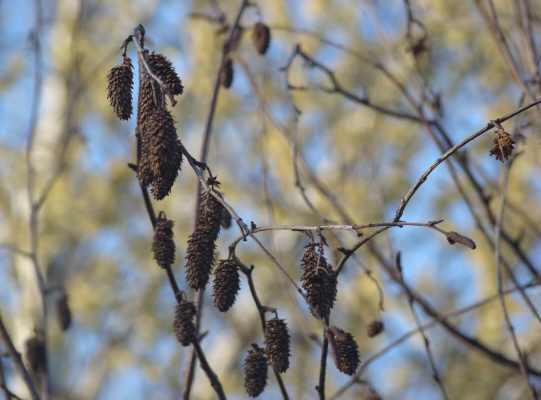 "Всего и надо, что вглядеться..." Ю.Левитанский - Syntaxist (Светлана)