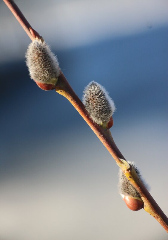 Весна - Наталья Герасимова