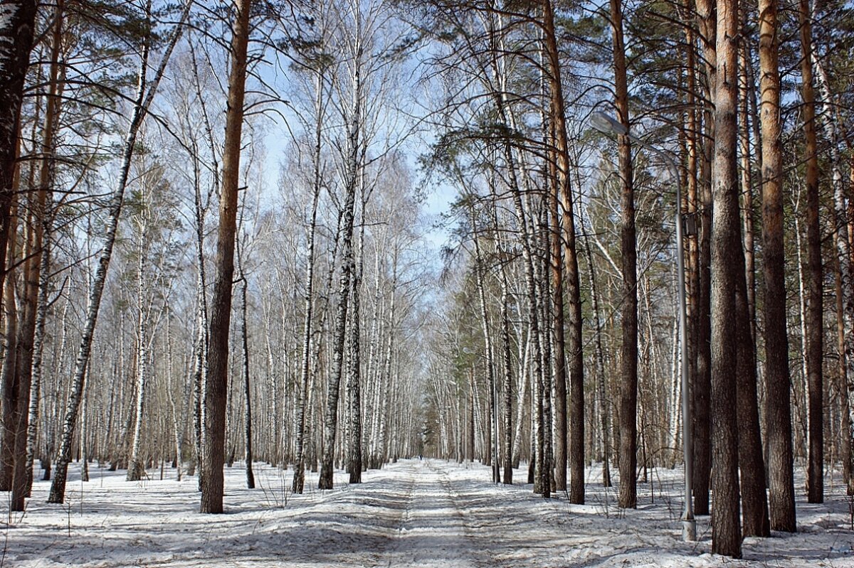 Апрельским днем в парке - Галина Нестратова Апрельским днем в парке - Галина Нестратова