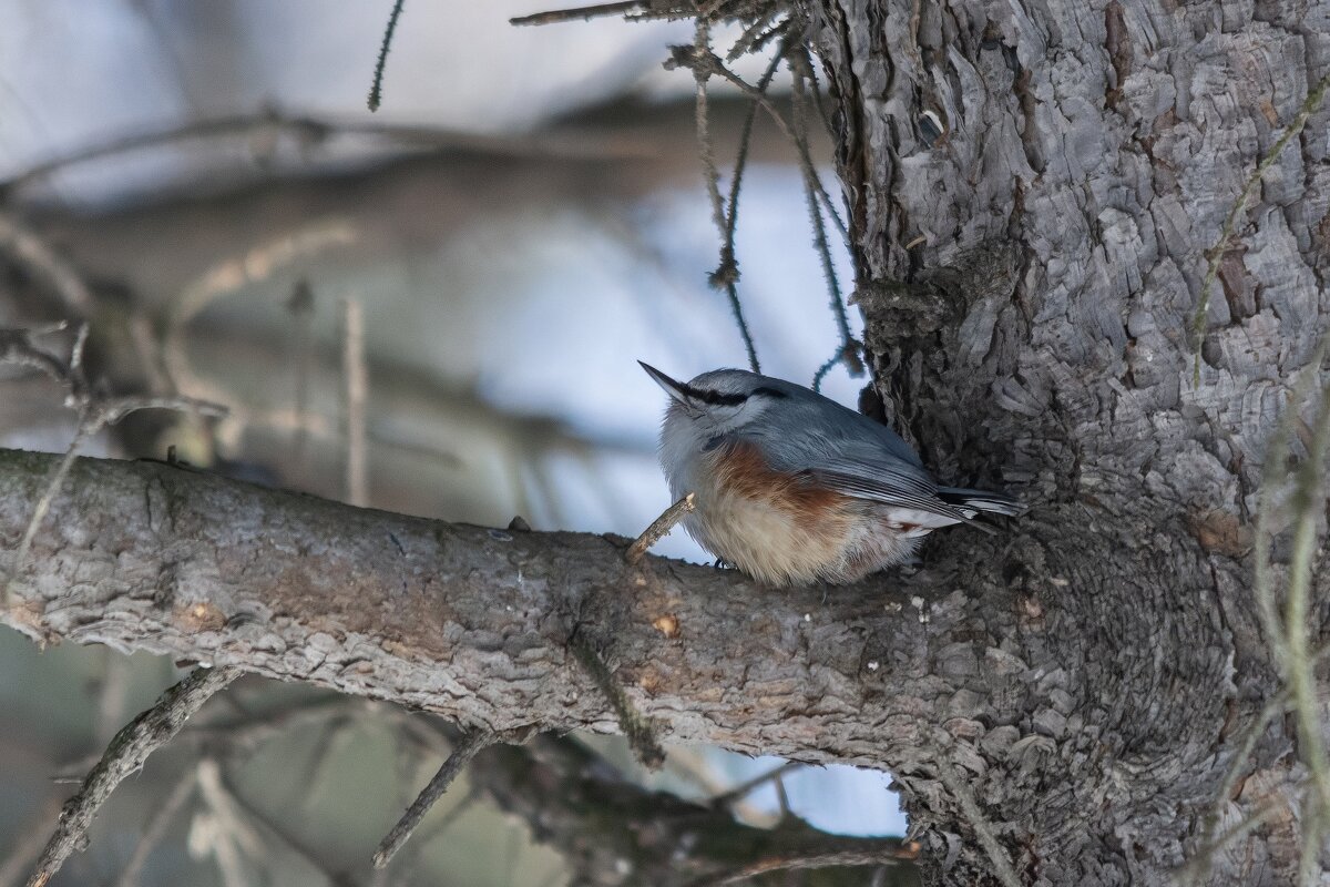 Поползень - Виктор Иванович Чернюк