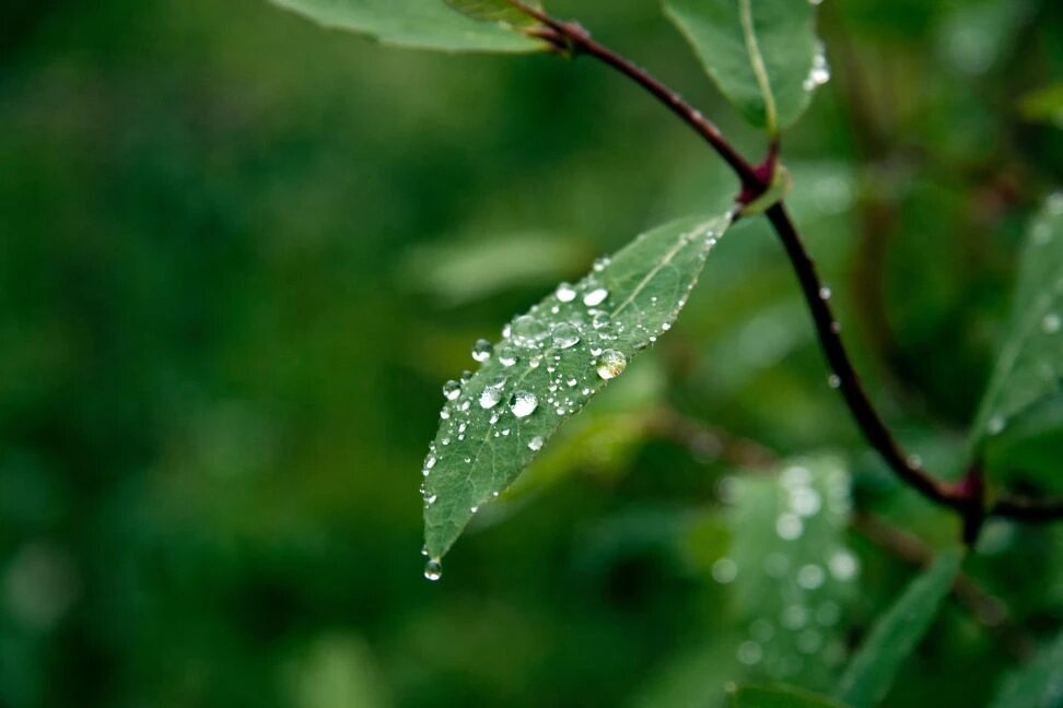 Капельки - Виктор Фоменко