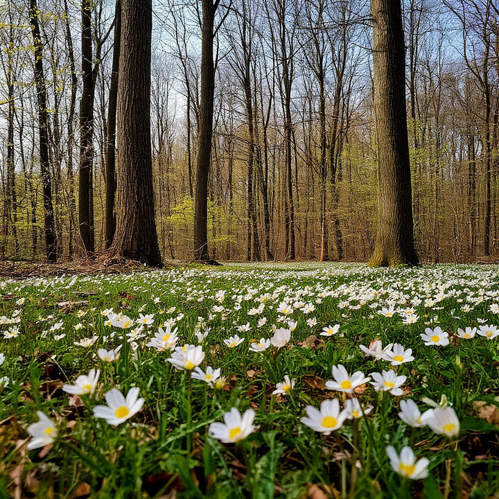 весны цветенье. - Mila 