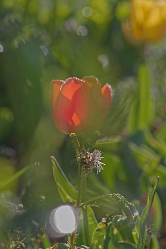 Испорченый кадр - Giant Tao /