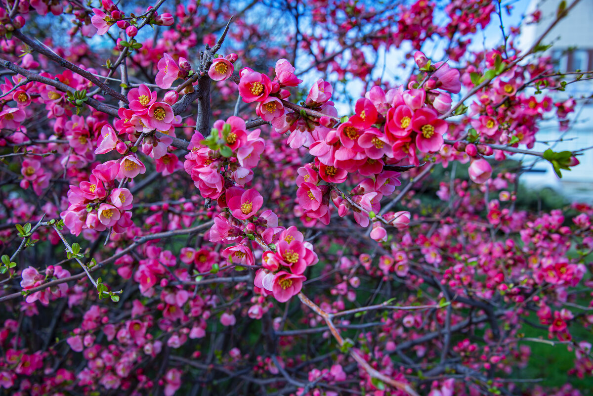 Цветы - Анатолий Чикчирный