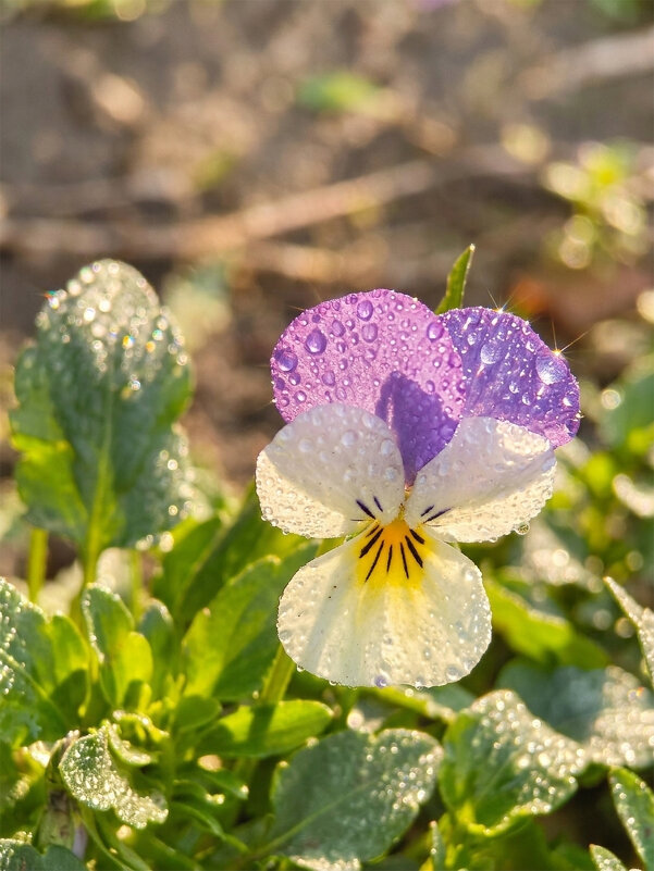 Анютины глазки - Валерий Ткаченко