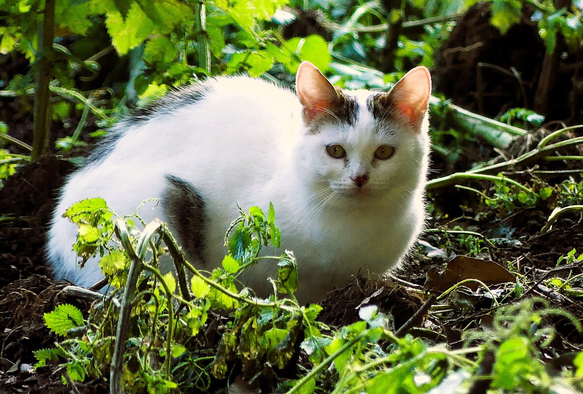 Из жизни животных(серия) - Владимир Манкер