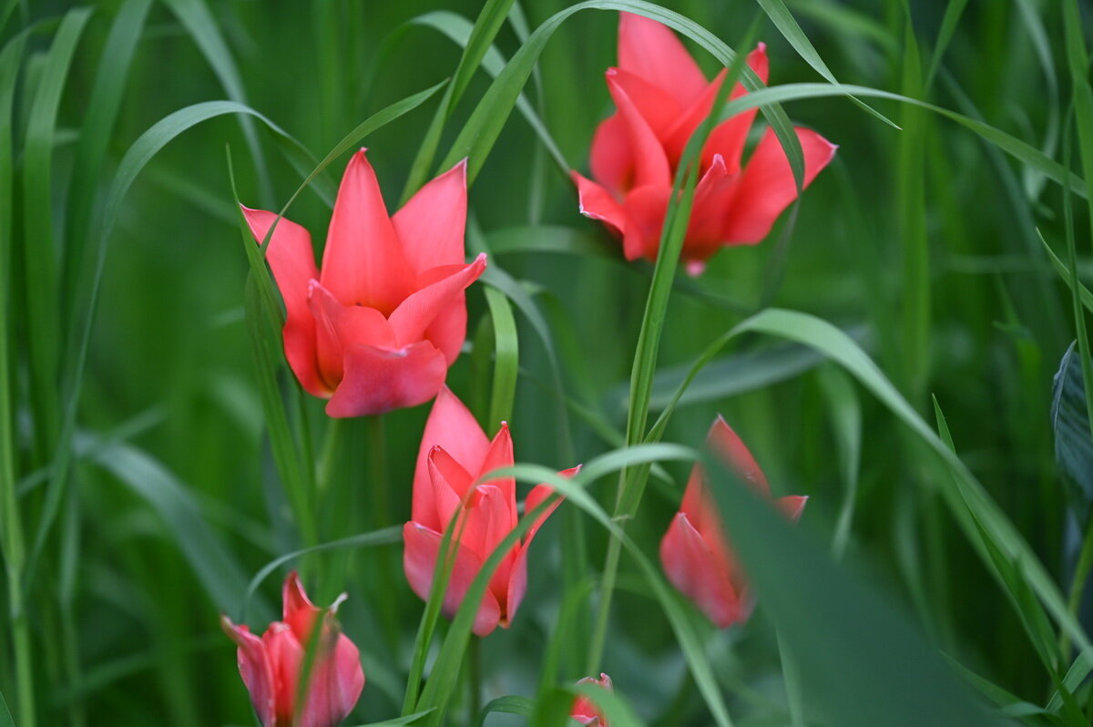 ***** - Николай Саржанов