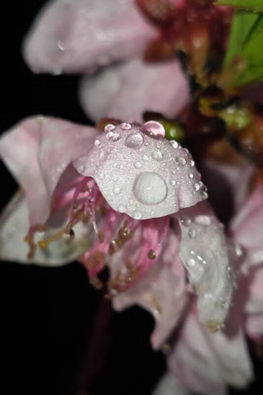 ВЕСНА - Tata Wolf