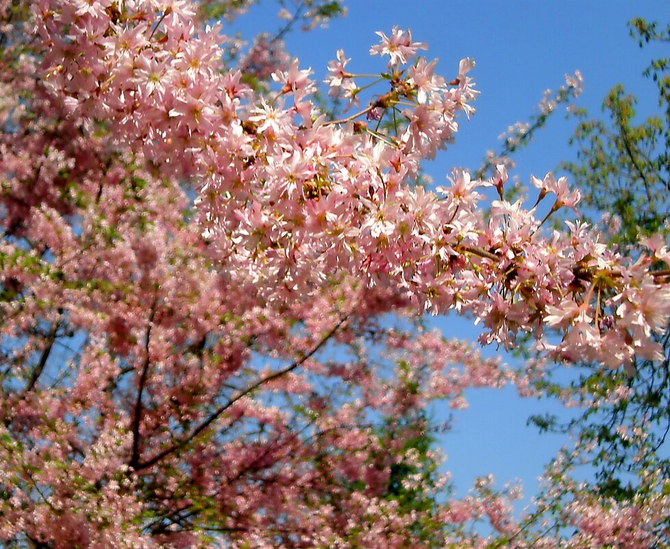 Весна пришла - Роман Савоцкий