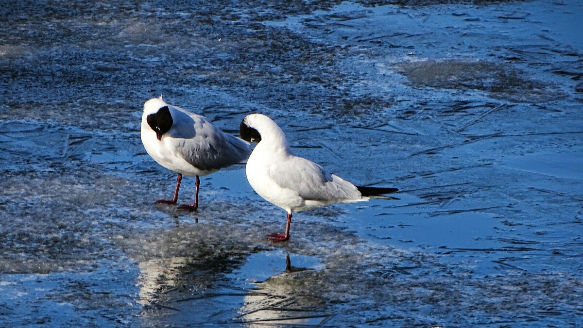 "Застенчивые чайки". - Милешкин Владимир Алексеевич 
