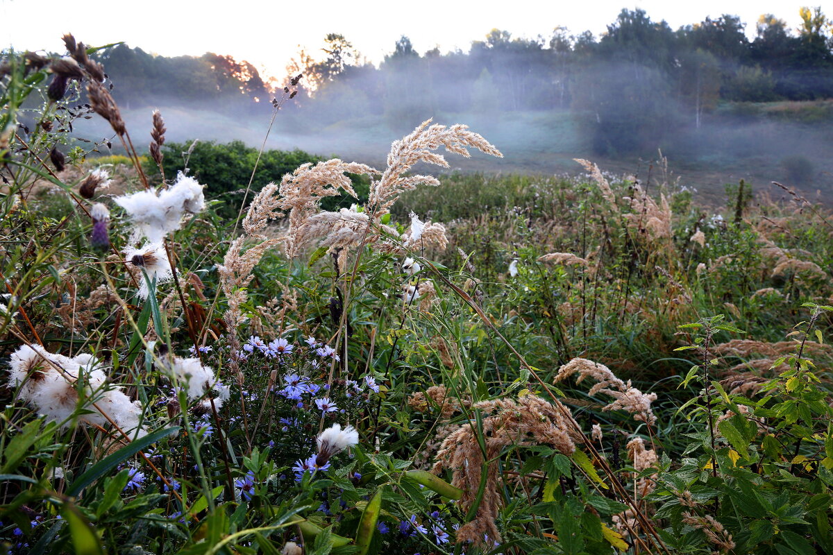 Царицыно 10 сентября - Михаил Бибичков