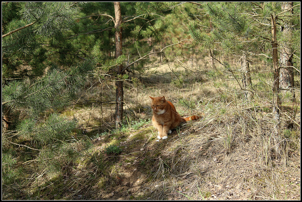 идет охота - Aleksandr Gal идет охота - Aleksandr Gal