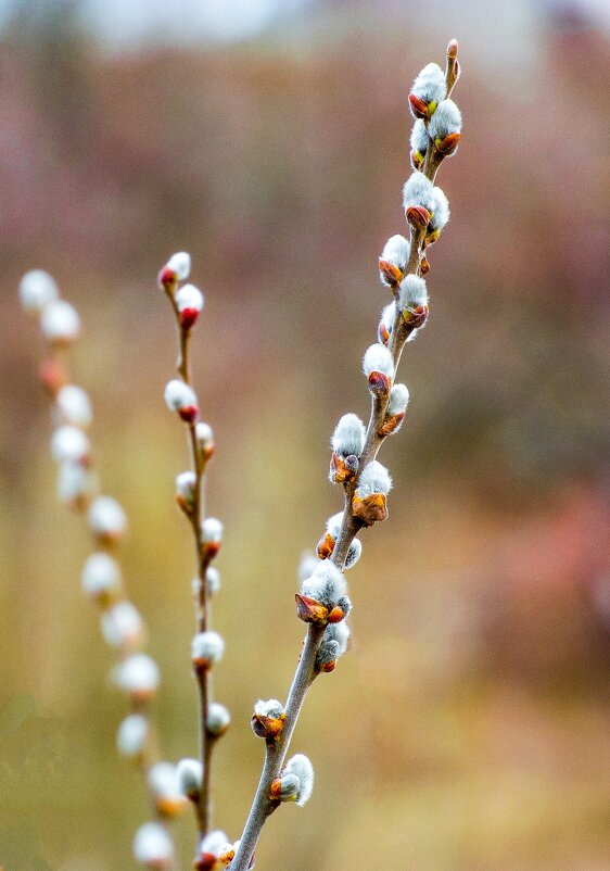 Весенние зарисовки ... - Ravile 