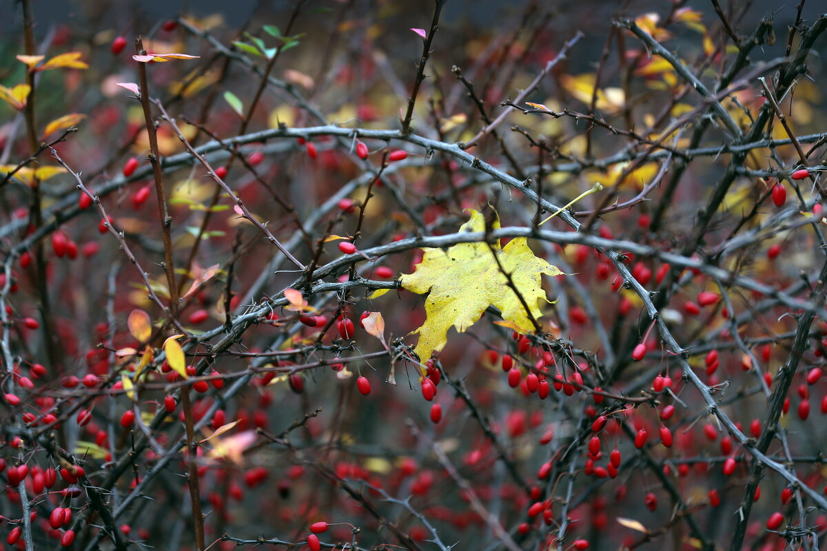 барбарис в ноябре - Михаил Бибичков