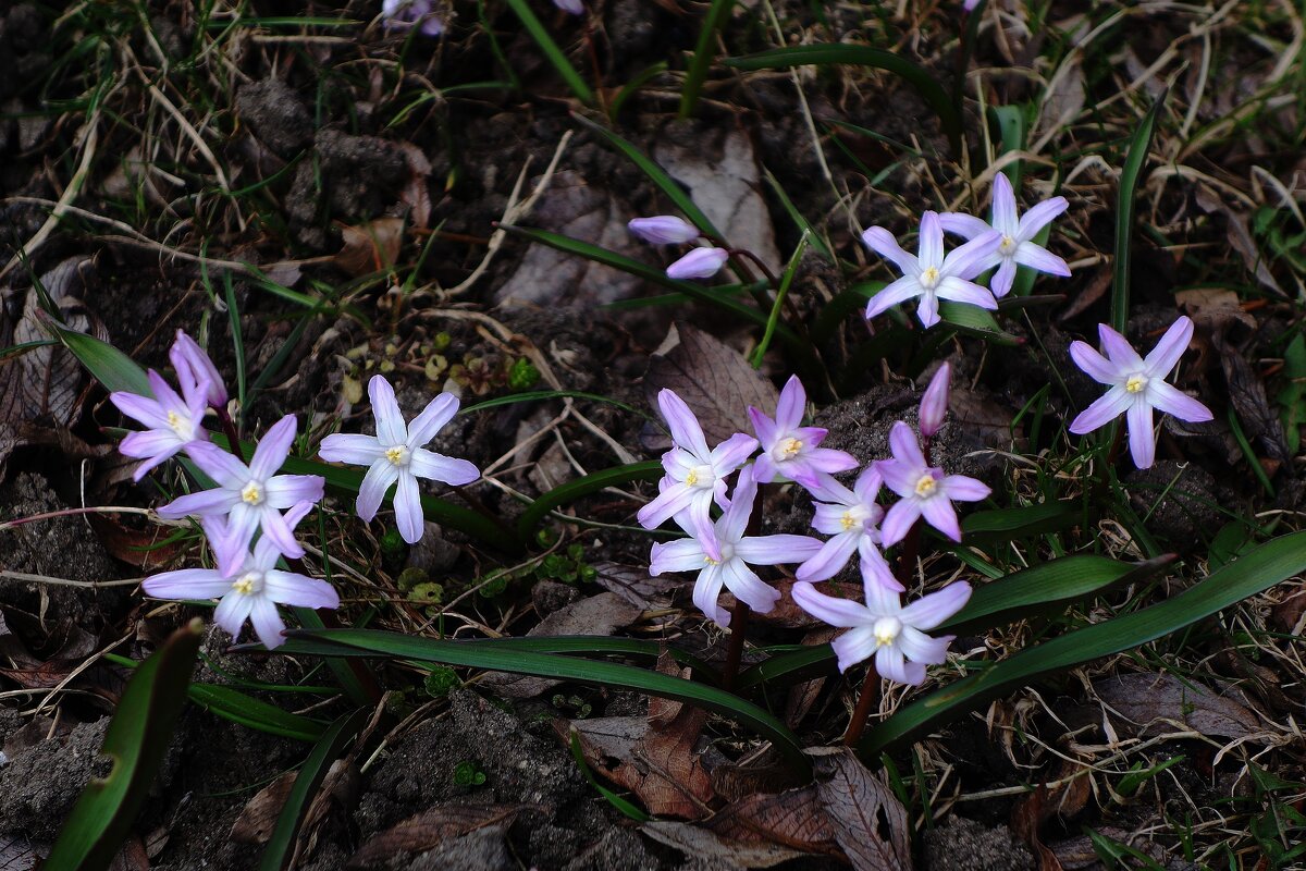 Хионодокса - Рита Симонова