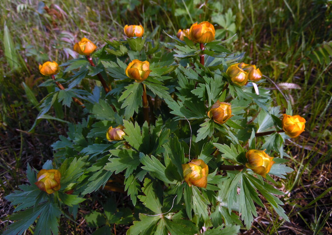 Купальница. - nadyasilyuk Вознюк