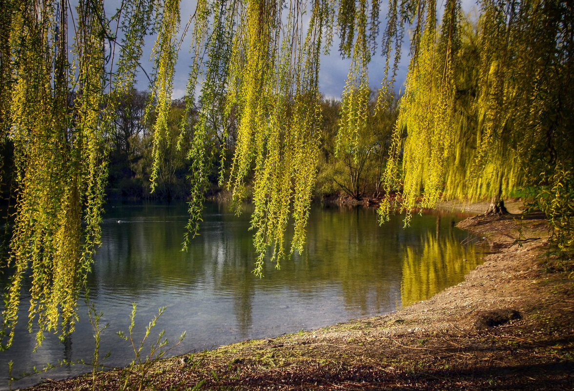 ****** - Андроник Александр 
