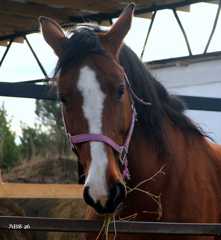 Я закусываю...не мешай.. - Александр Шимохин