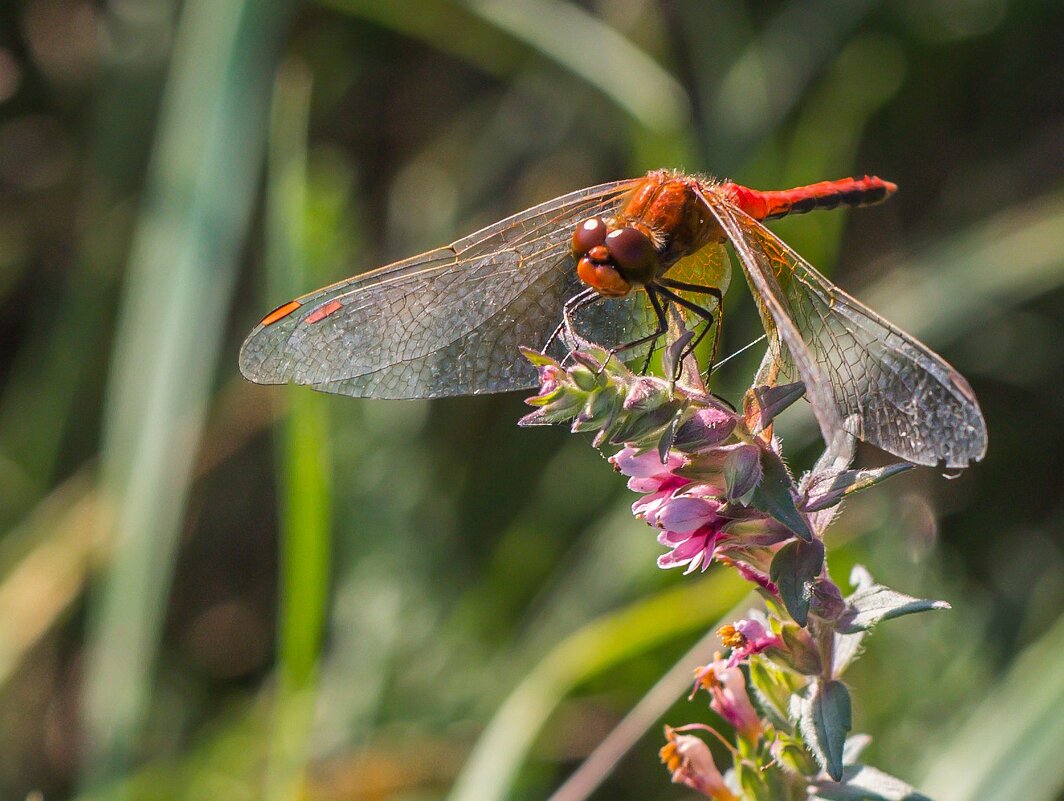 Краски лета. Стрекоза. - Алексей Трухин