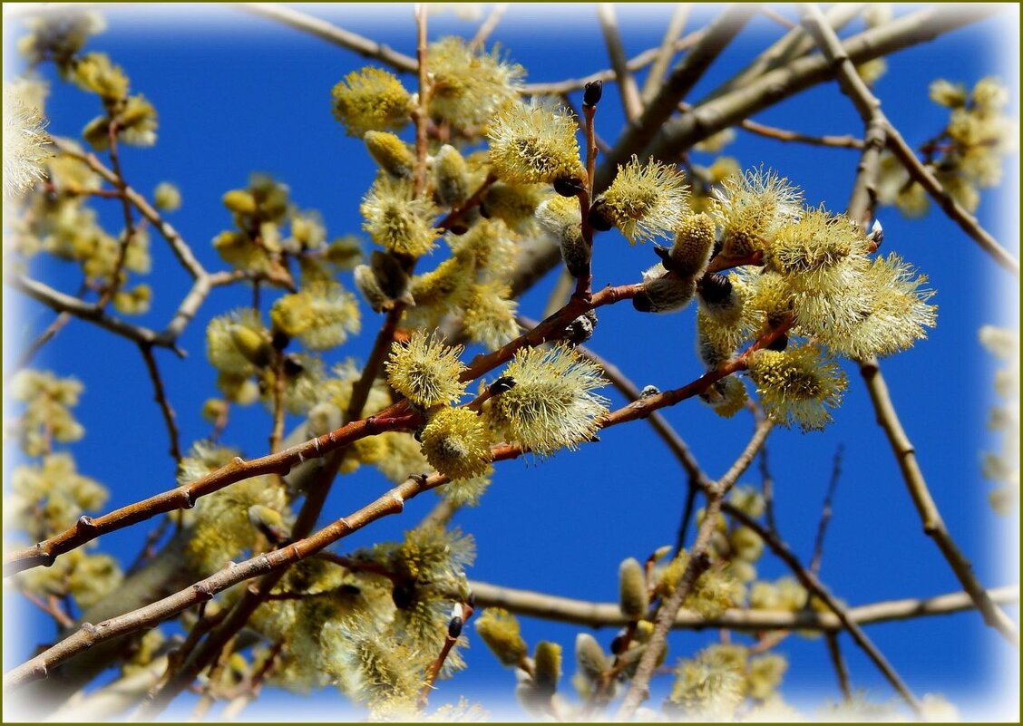 Цветёт верба ... - Валентина Надсон