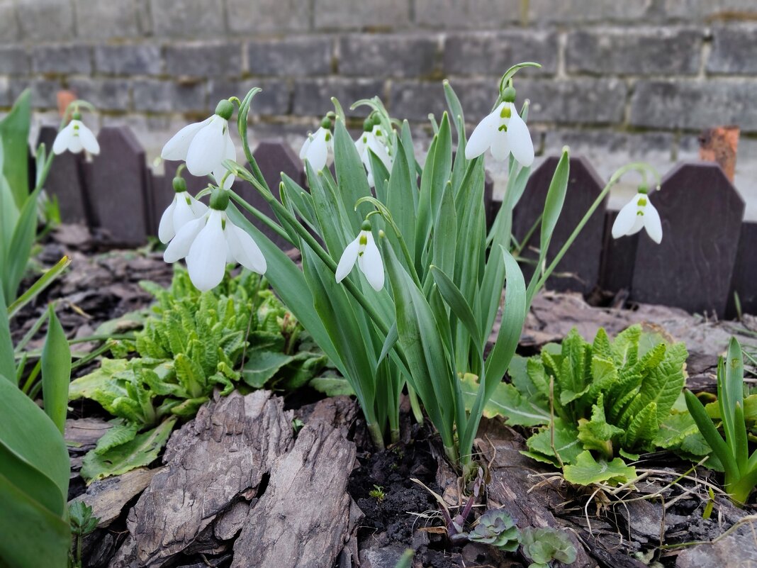 Первое дыхание весны - Елена Сухорученкова
