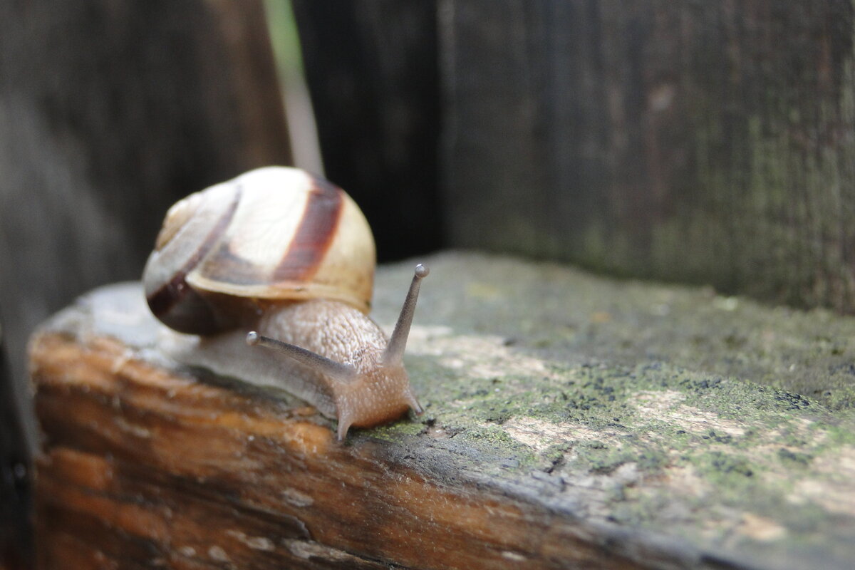 пришла в гости - Наталья Штанулина
