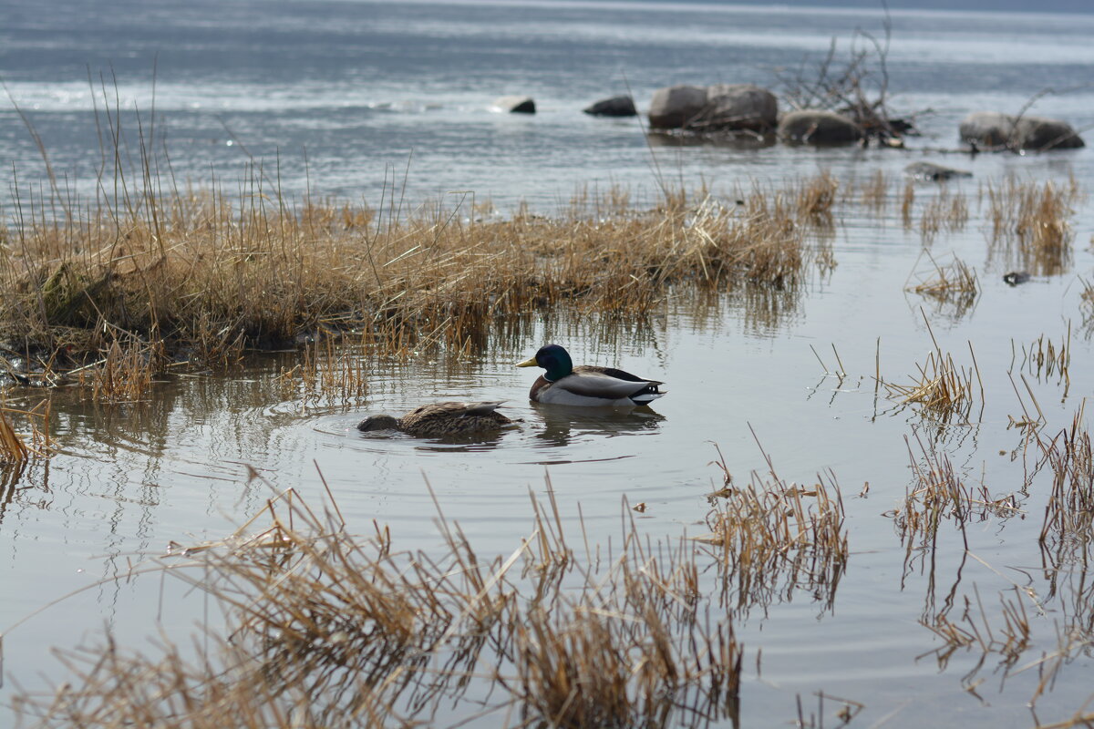 Селезень на Енисее - Светлана Грызлова