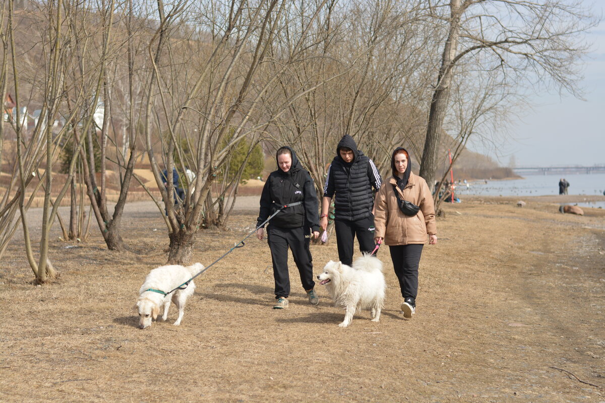 Компания с белыми собаками на берегу Енисея - Светлана Грызлова Компания с белыми собаками на берегу Енисея - Светлана Грызлова