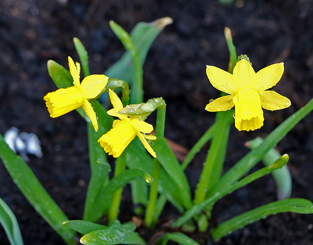 Первые нарциссики - Светлана 