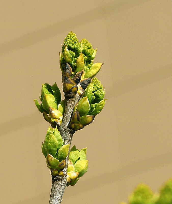 Почки сирени - уже вот-вот... - Светлана 