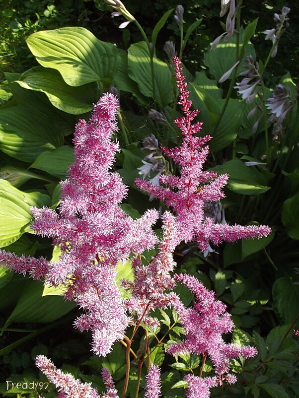 Астильба - Freddy 97