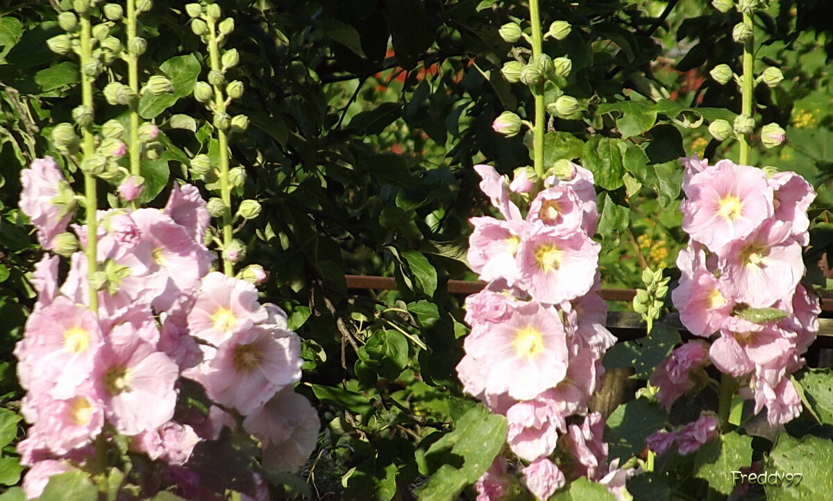 Мальва - Freddy 97