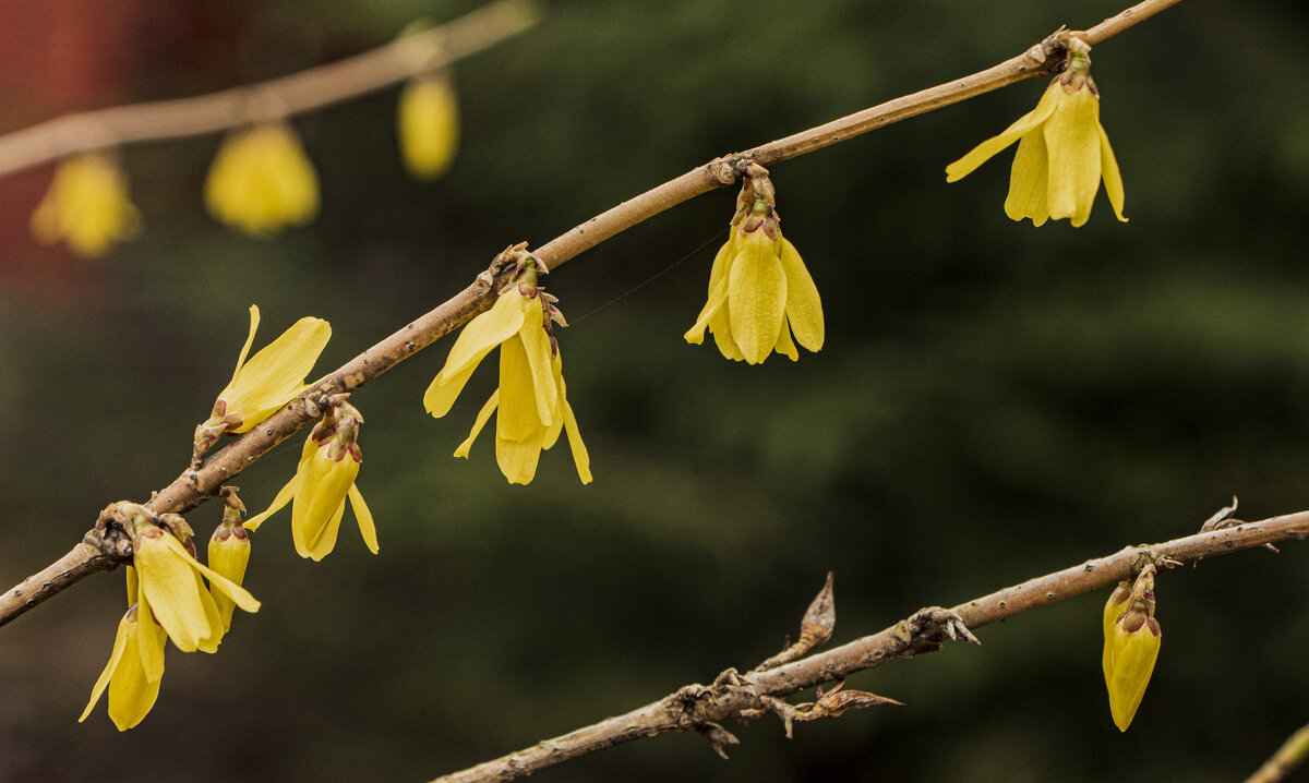 Форзиция. - Петр Беляков
