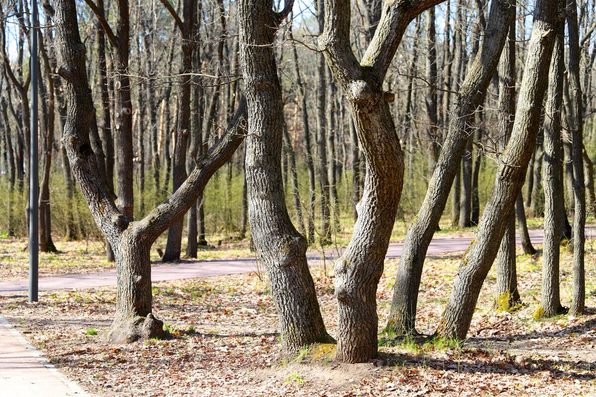 *** - Андрей Л. В.