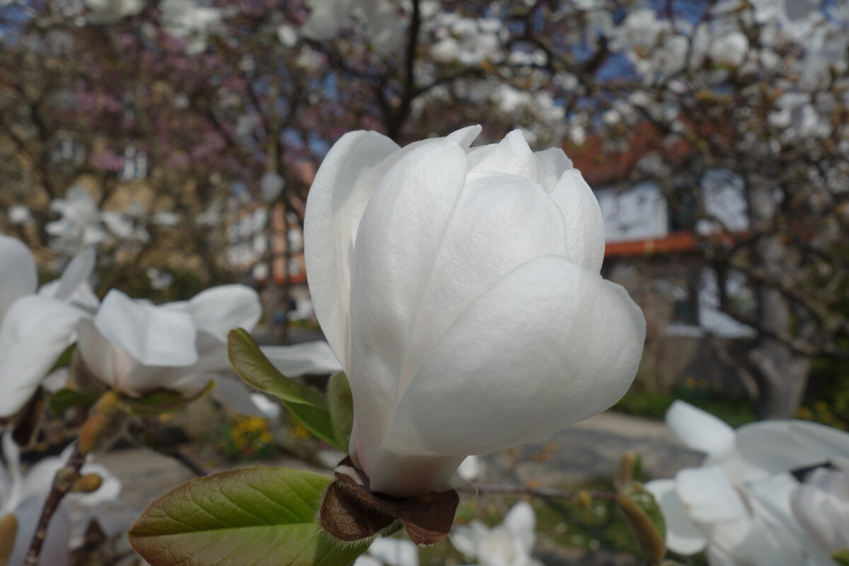 "...Как сердце тронуто, весны цветеньем ..." - Галина "...Как сердце тронуто, весны цветеньем ..." - Галина