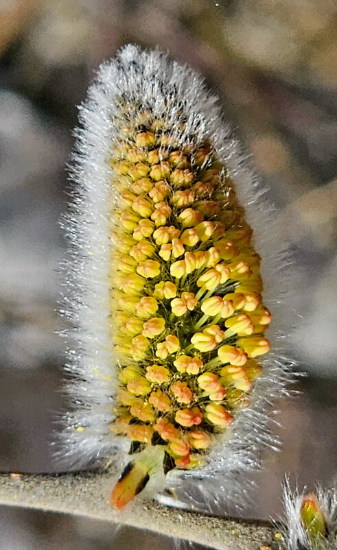 Вербное воскресенье. - Михаил Свиденцов