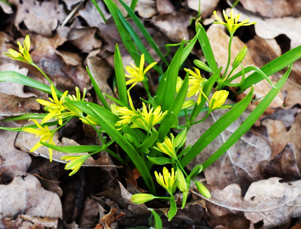 Первый Гусиный лук - Aida10 