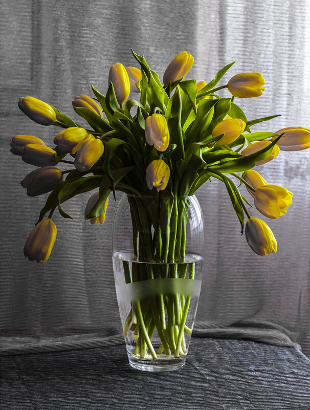 Тюльпаны. - Николай 