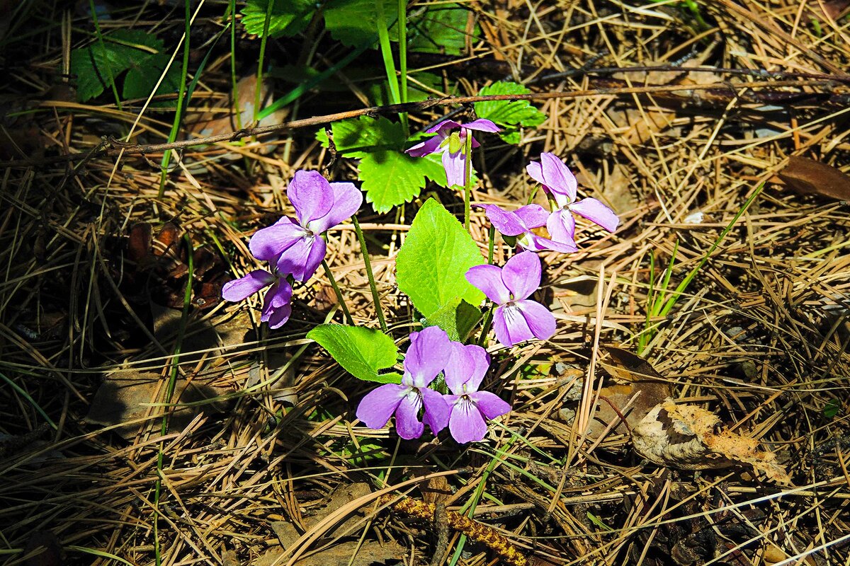 Фиалка душистая - Владимир Кириченко Фиалка душистая - Владимир Кириченко