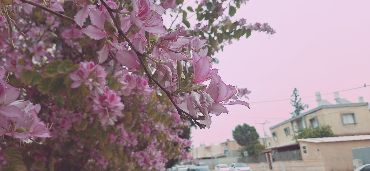 14  КЛОС (105) - CLOSE WAYS ALL