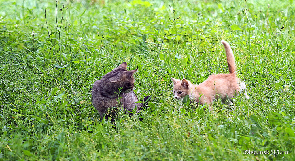 дворовые - Олег Лукьянов дворовые - Олег Лукьянов