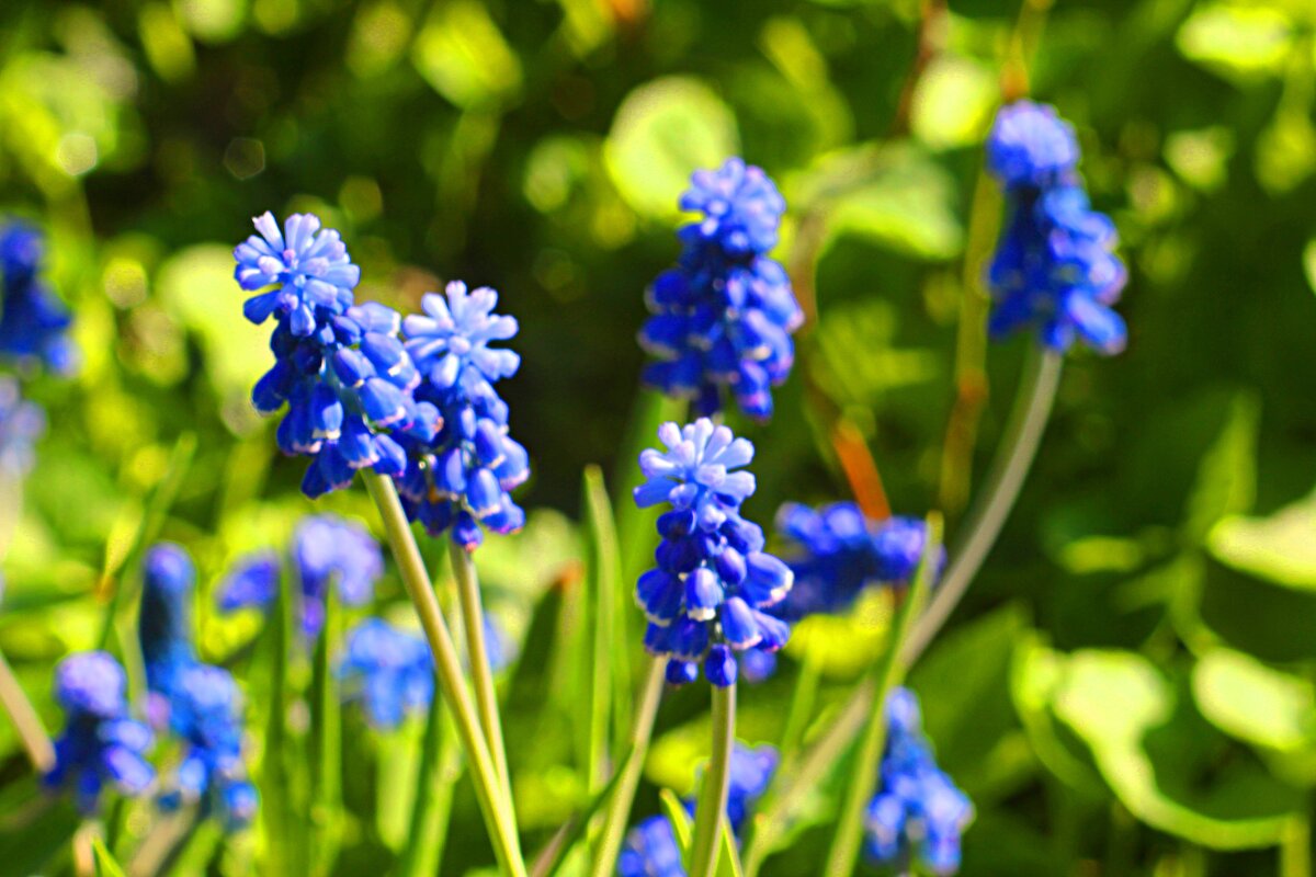 мускарики - Николай 