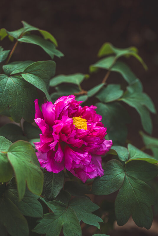 Сезон цветения пионов - Дмитрий 