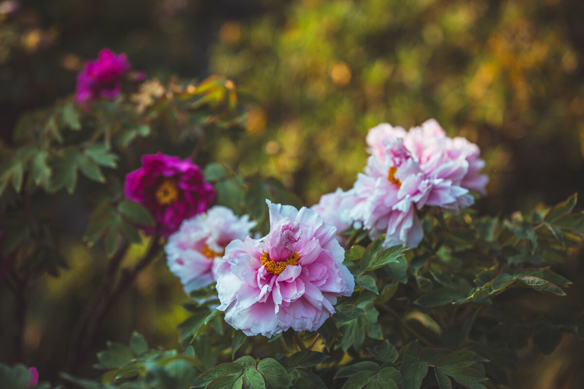 Пионы в парке - Дмитрий 