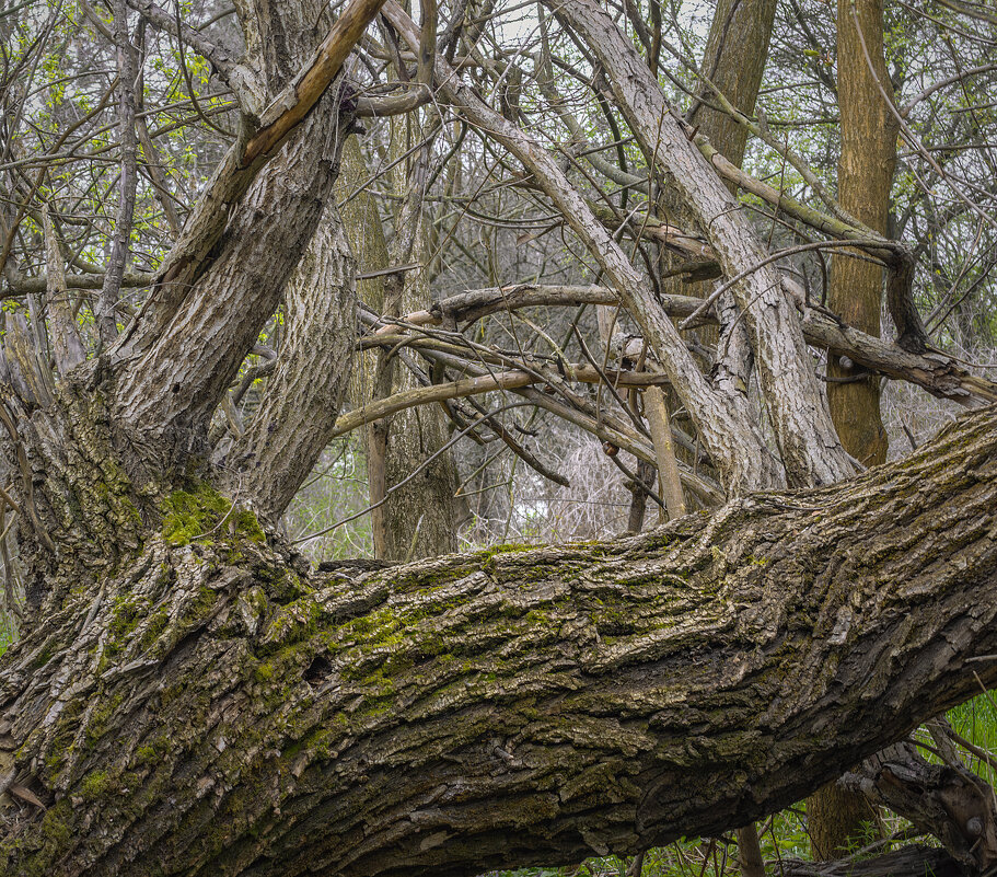 Бурелом - Игорь Протасов
