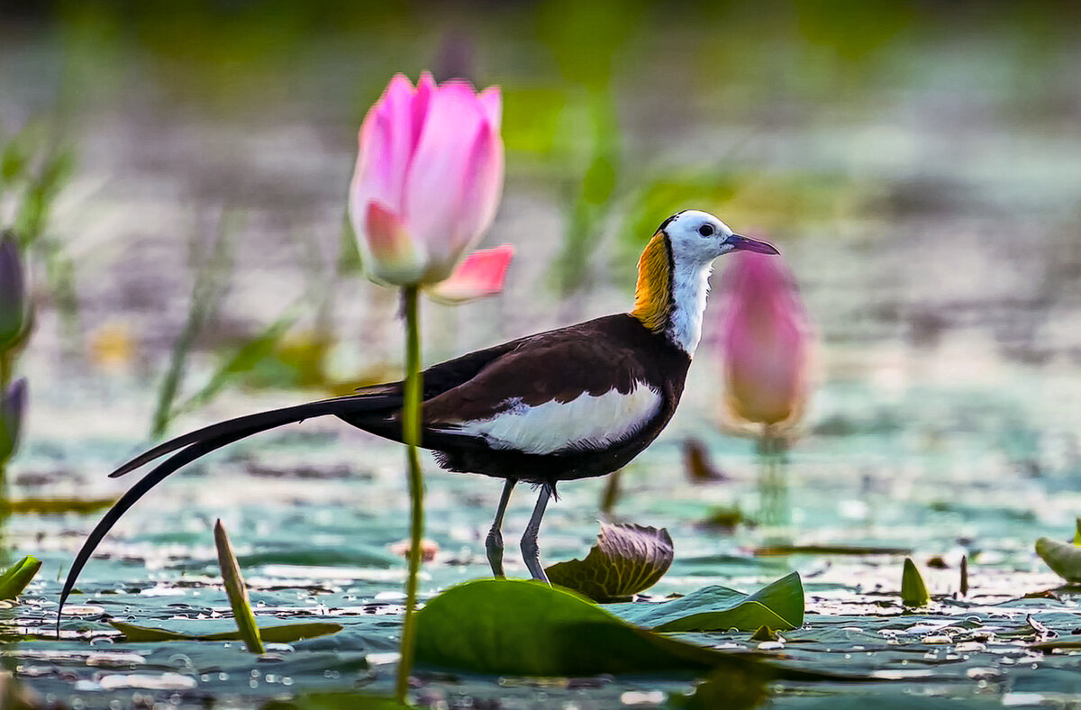 Водяной фазанчик - Aleksey Afonin