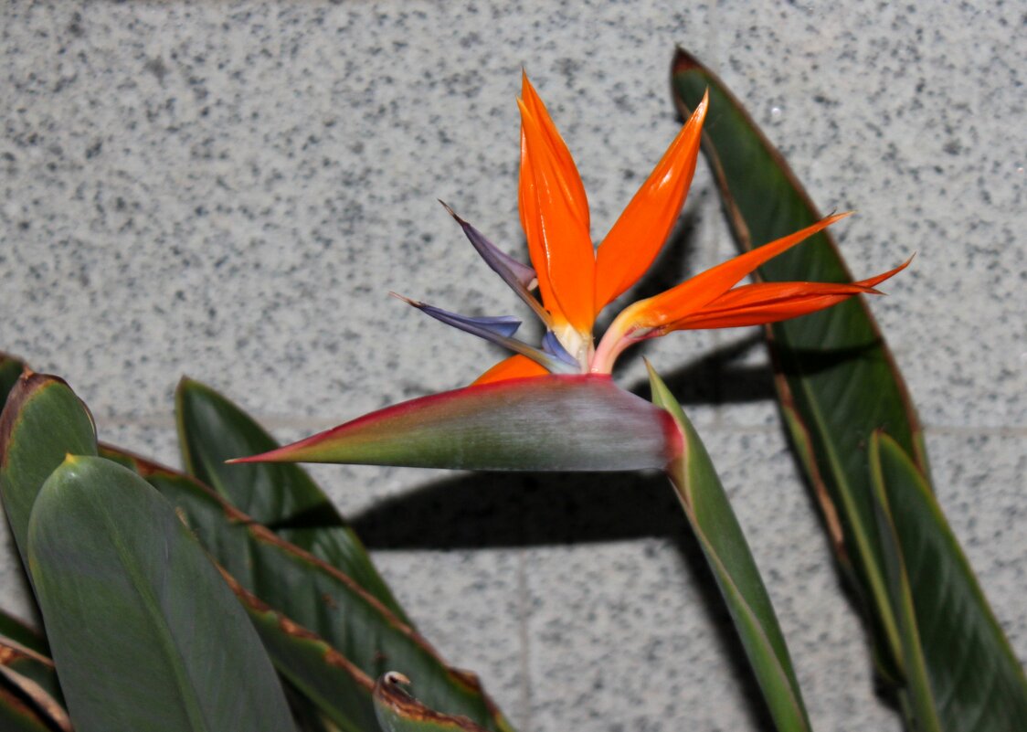 Растение канарских островов - Savayr 