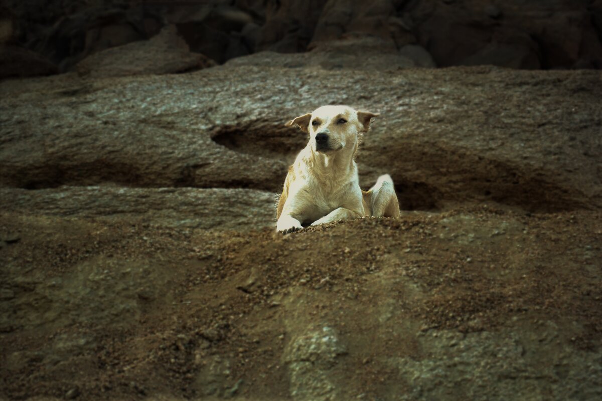 Страж бедуинов  2 - Александр Козлов