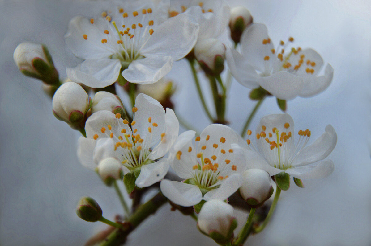 Алыча - Надежда Куркина 